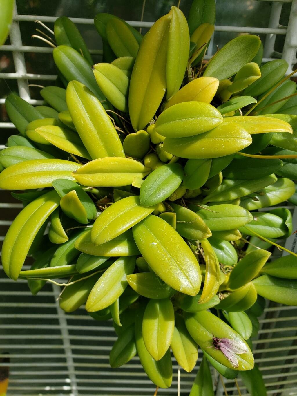 Bulbophyllum pecten-veneris — houseplant care guide