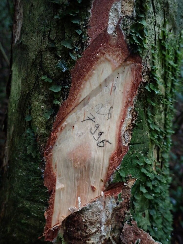 Pachylobus letestui other