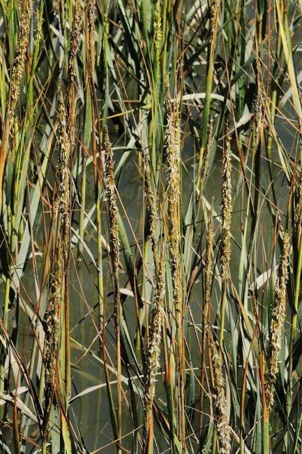 Spartina foliosa — related species from the same genus