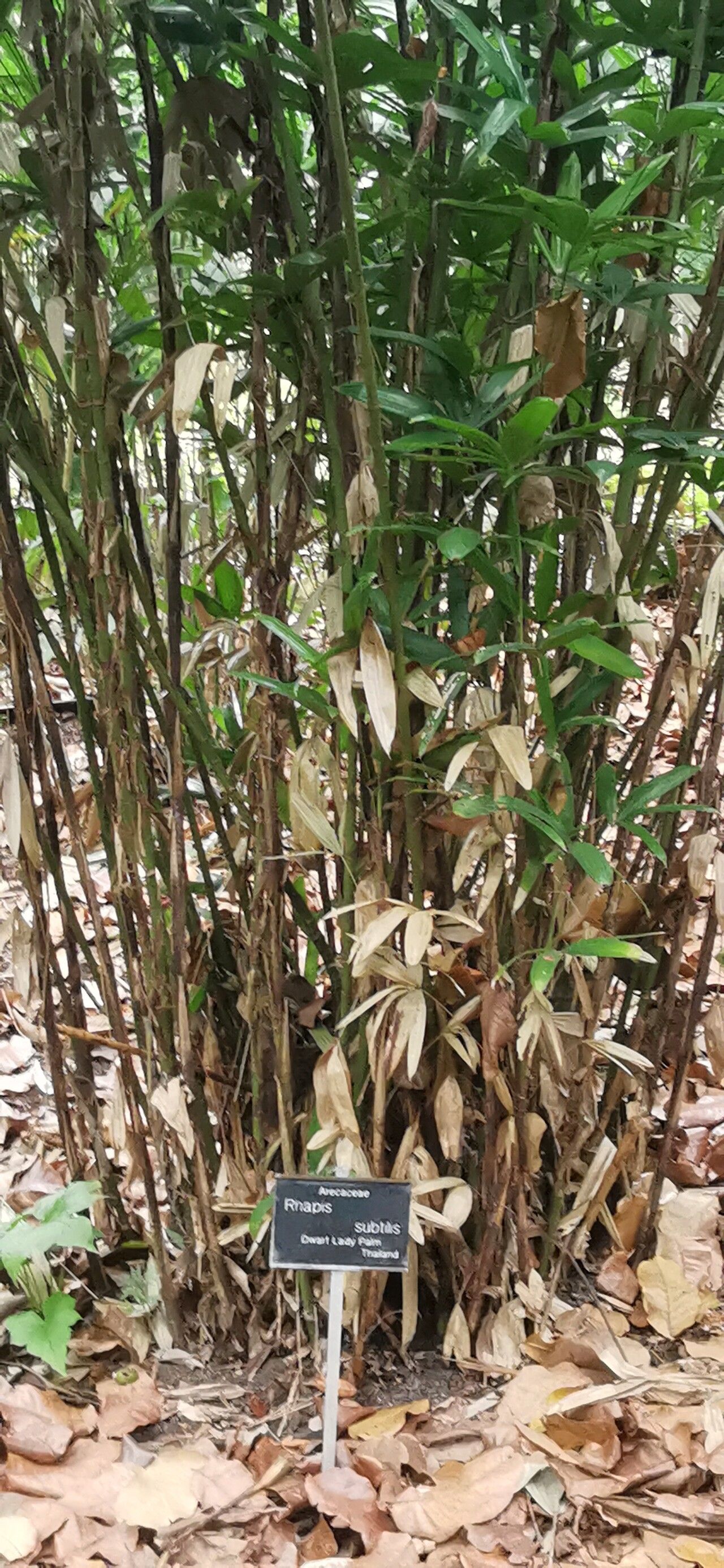 Rhapis subtilis bark