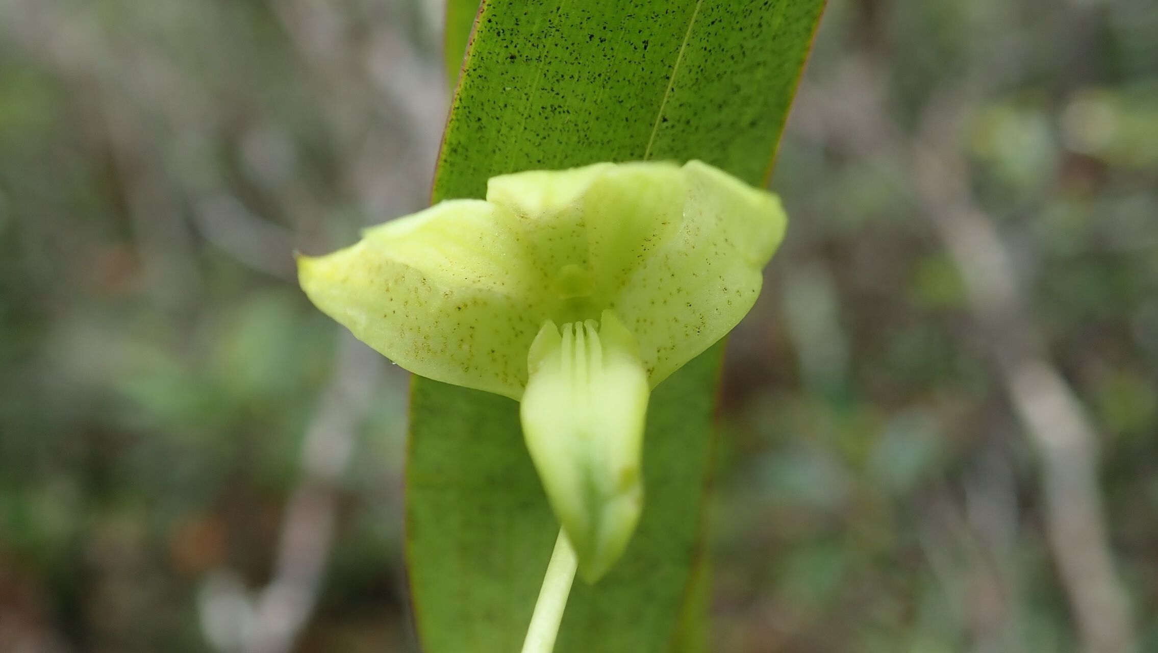 Dendrobium steatoglossum flower