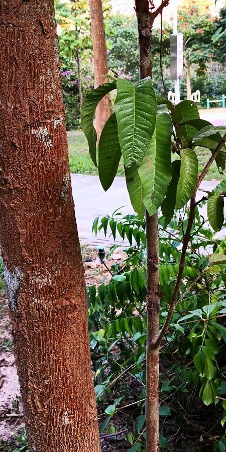 Shorea wangtianshuea bark
