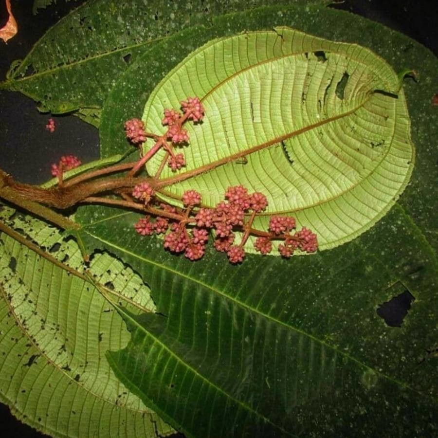 Miconia paleacea — houseplant care guide