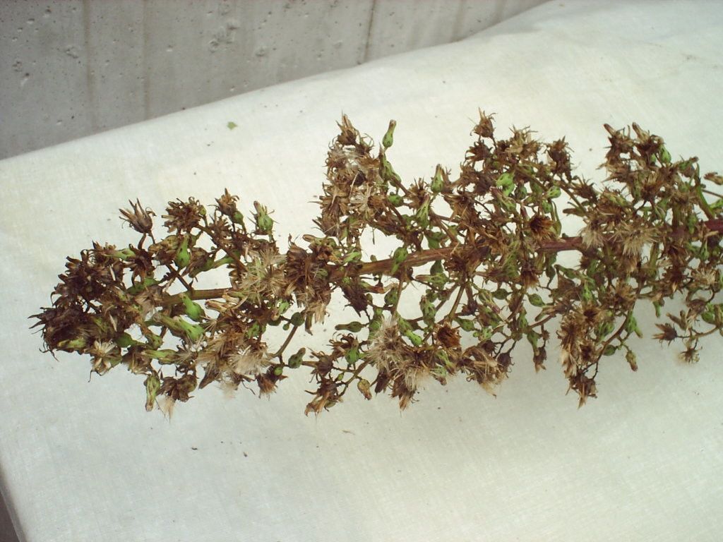 Lactuca biennis fruit