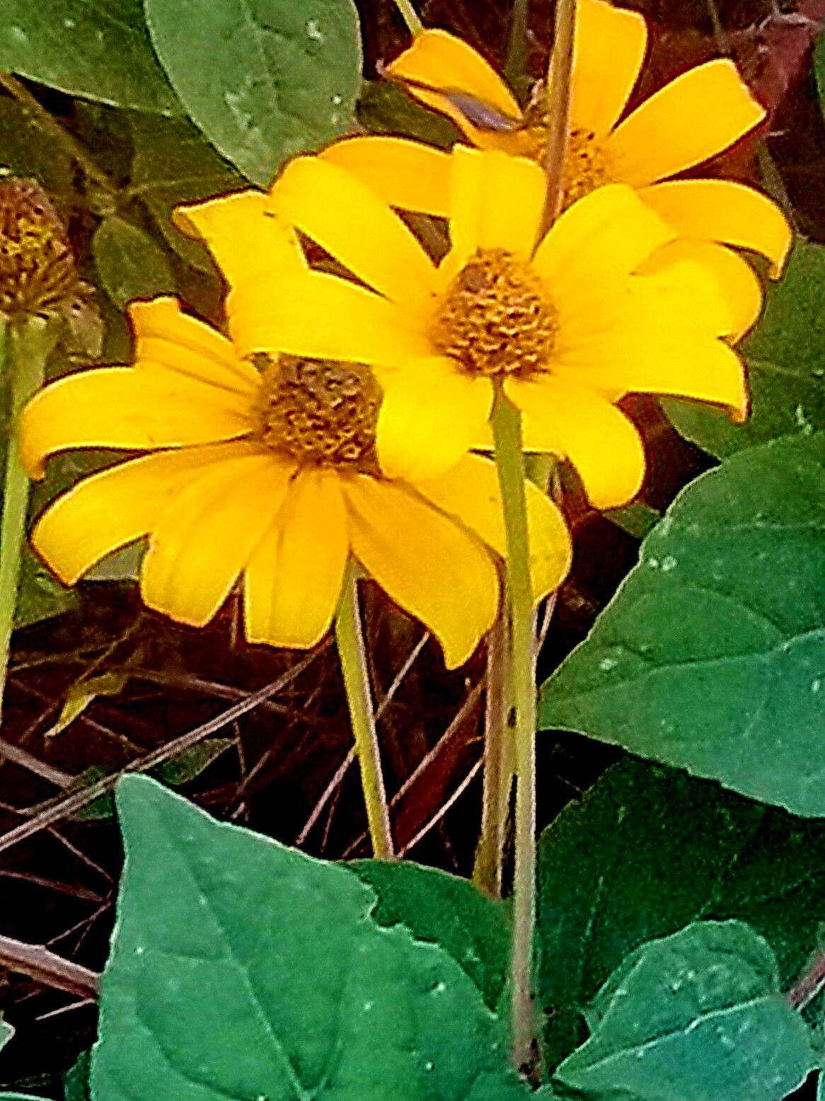 Heliopsis buphthalmoides flower