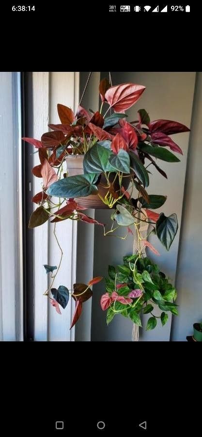 Syngonium erythrophyllum