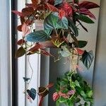 Syngonium erythrophyllum