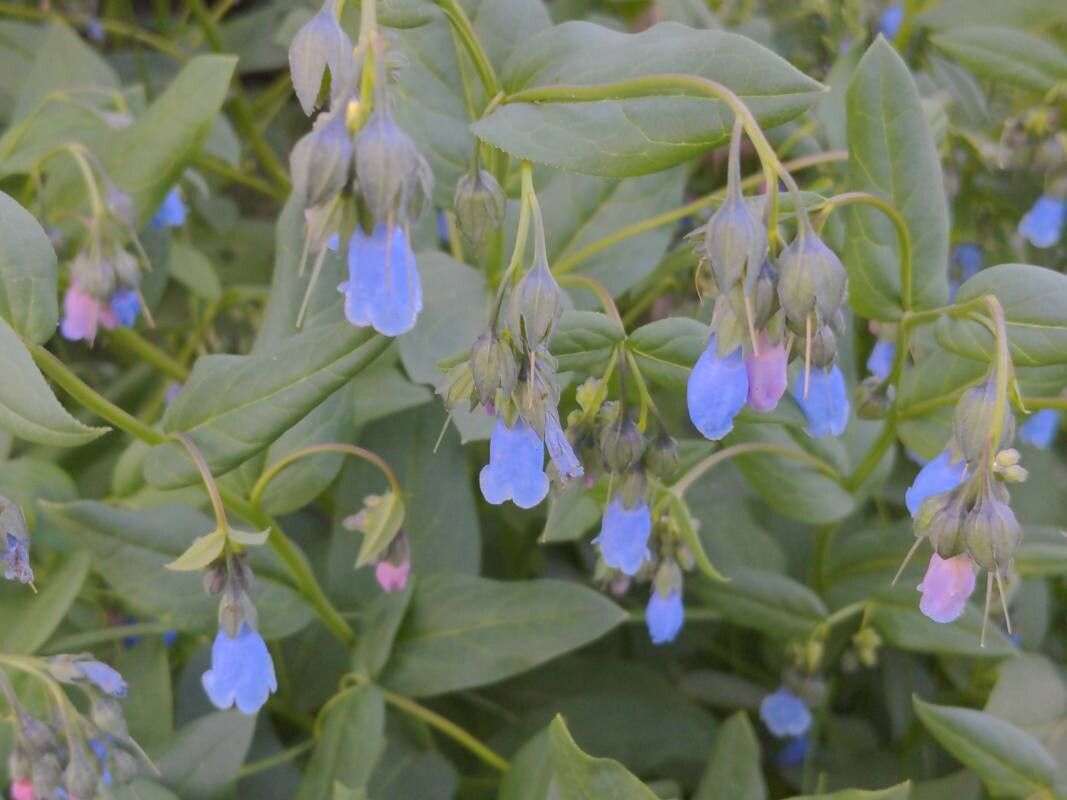 Mertensia arizonica — related species from the same genus