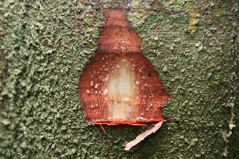 Protium subserratum other