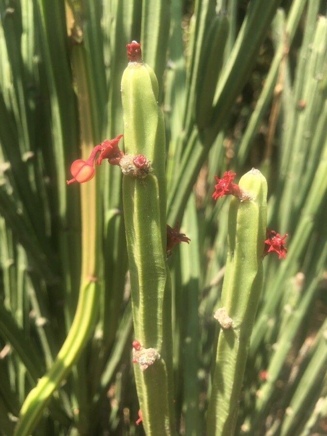 Euphorbia phosphorea flower
