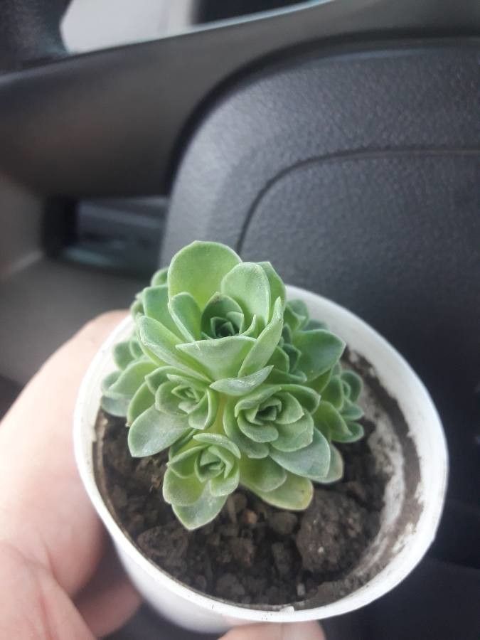 Aeonium dodrantale leaf