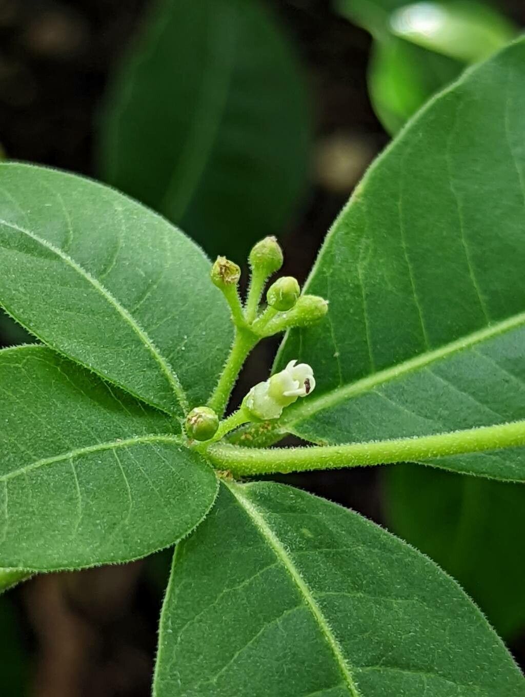 Rauvolfia tetraphylla flower