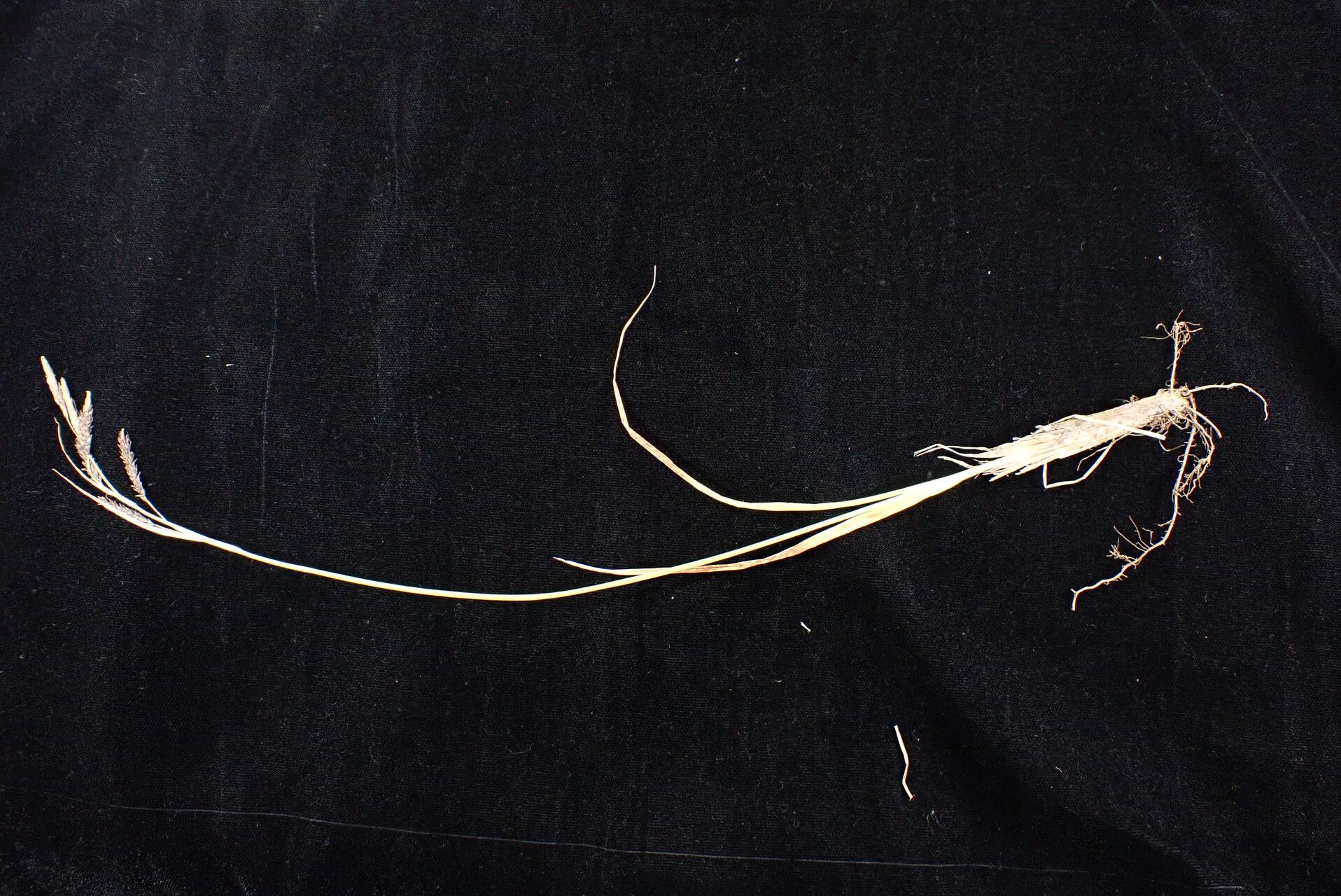 Carex haematostoma habit