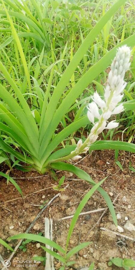 Chlorophytum africanum