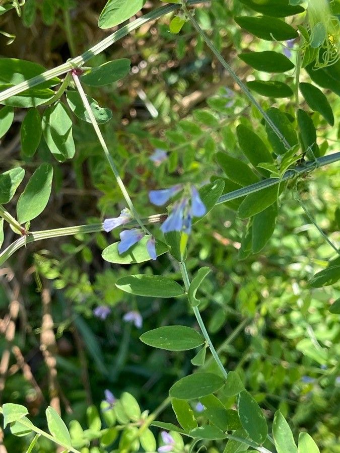 Vicia ludoviciana leaf
