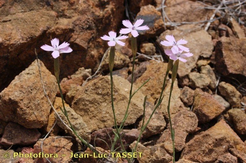 Dianthus charidemi habit
