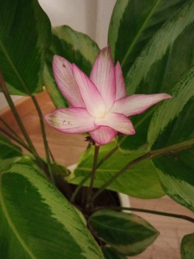 Calathea picturata flower