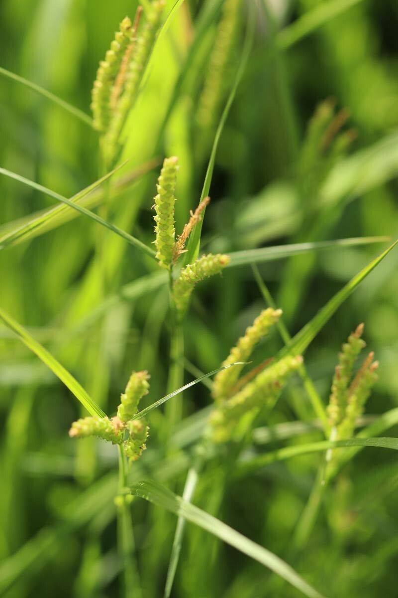 Carex maculata — houseplant care guide