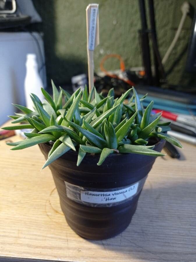 Bergeranthus multiceps habit