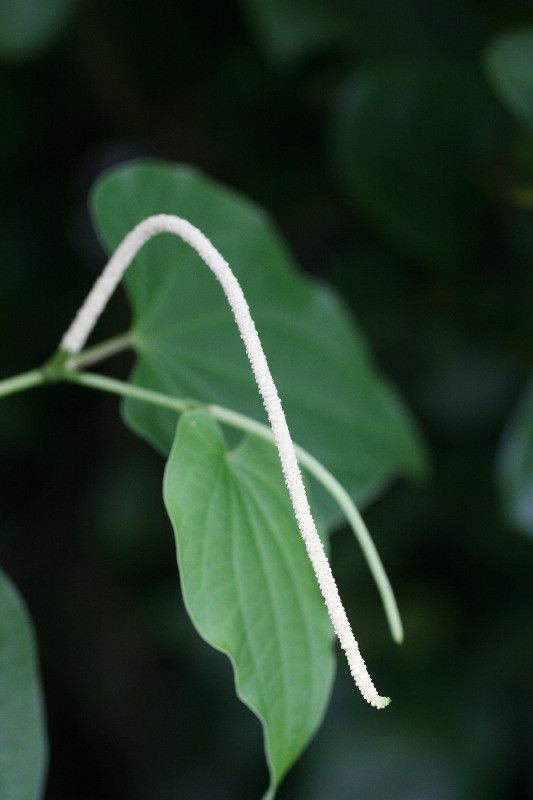 Piper marginatum flower