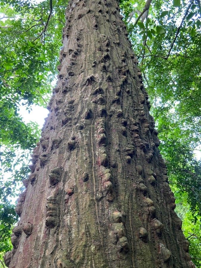 Erythrina sacleuxii — search result for 'Erythrina'