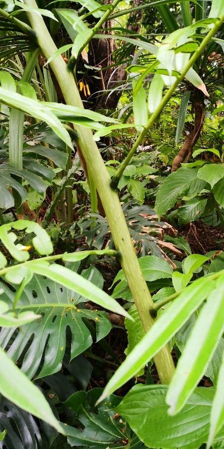 Angiopteris fokiensis bark