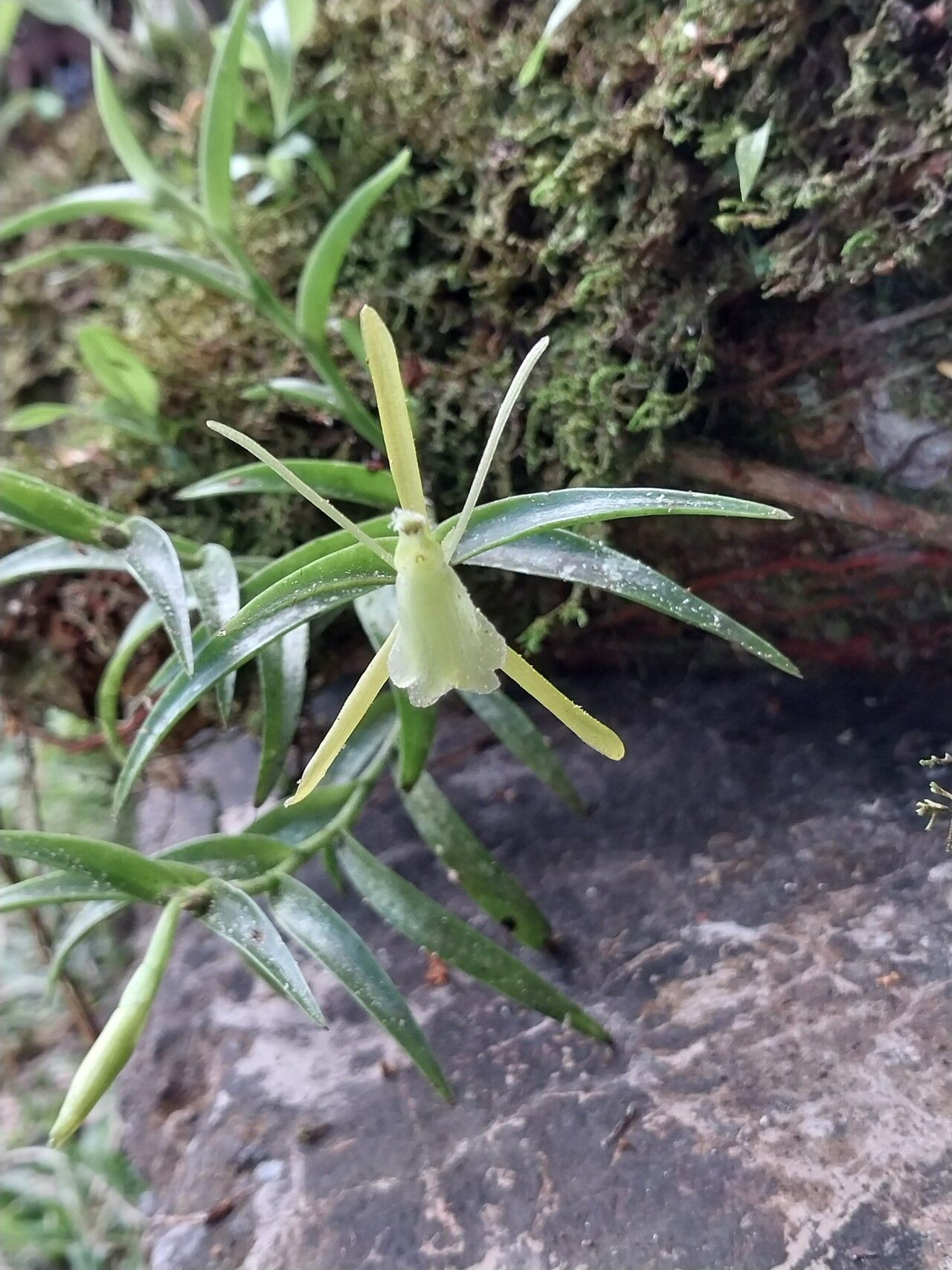 Epidendrum atwoodii flower