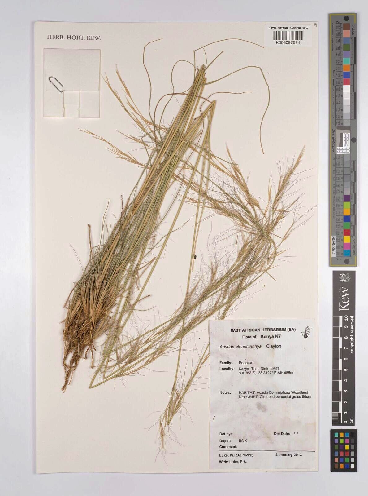Aristida stenostachya — search result for 'Aristida'