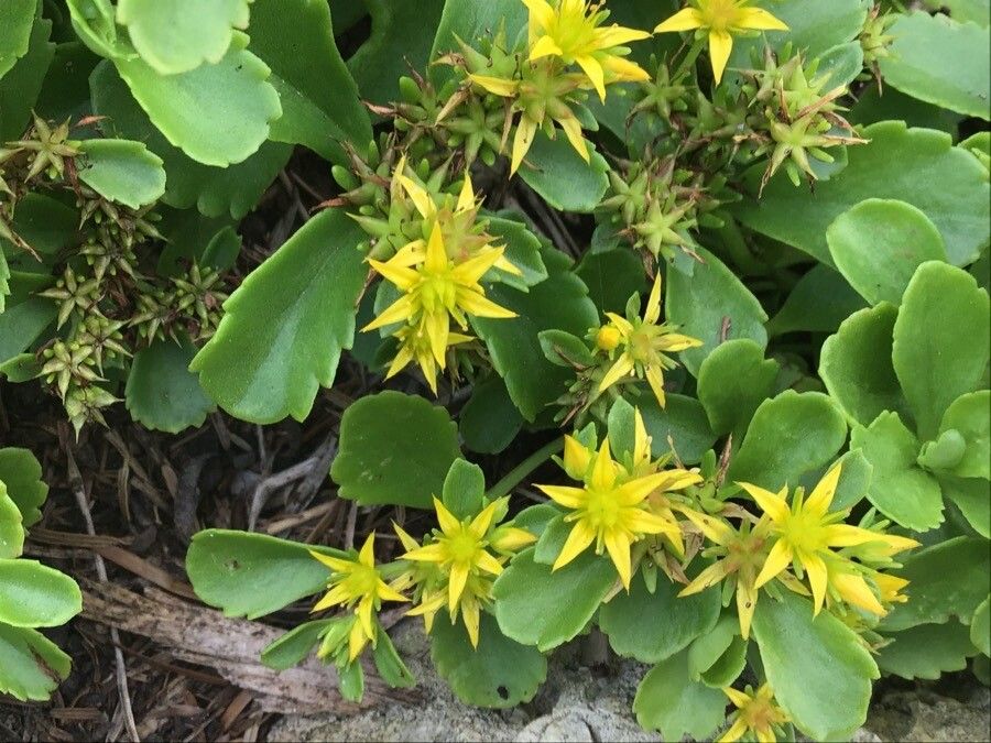 Sedum kamtschaticum flower