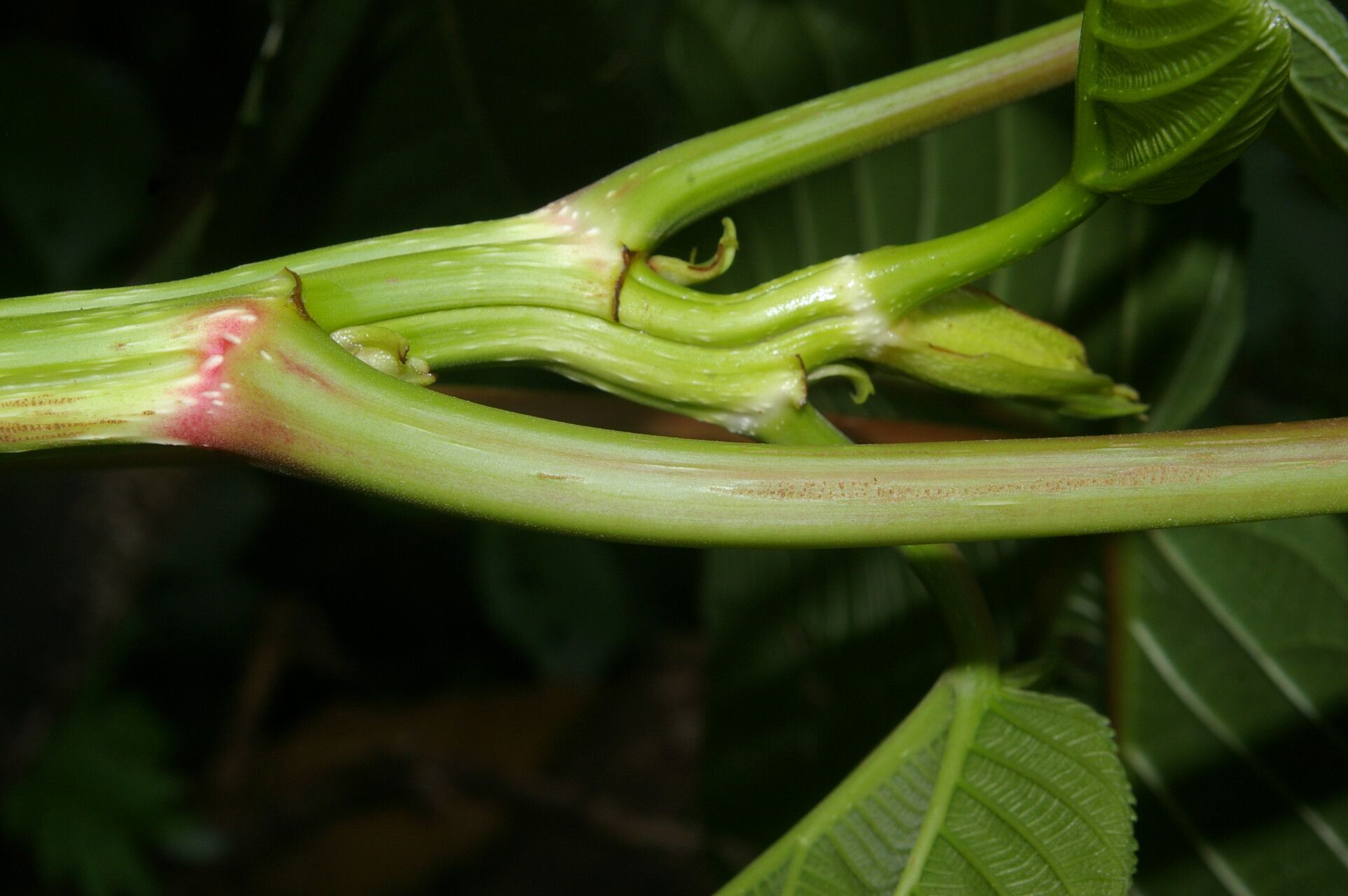 Urera fenestrata bark