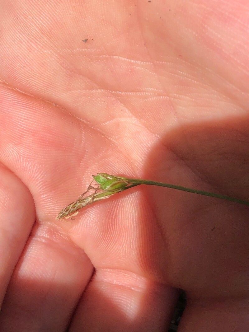 Carex distachya flower