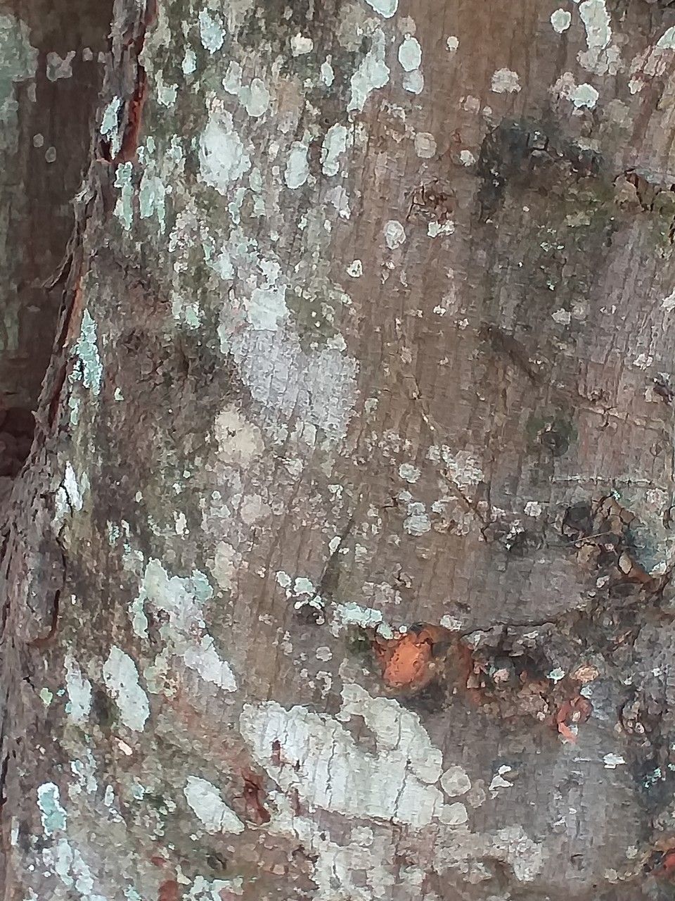Artocarpus heterophylla bark