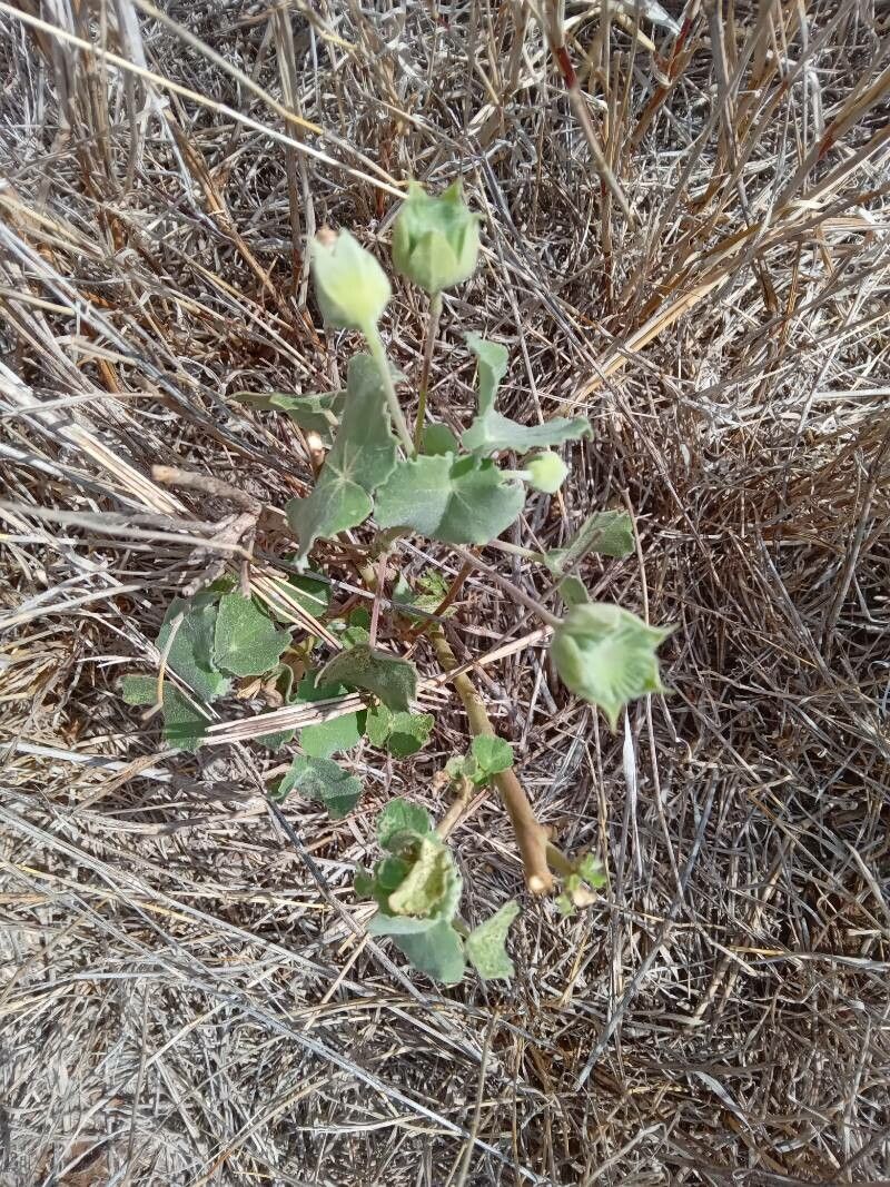 Abutilon grandiflorum — search result for 'Abutilon'