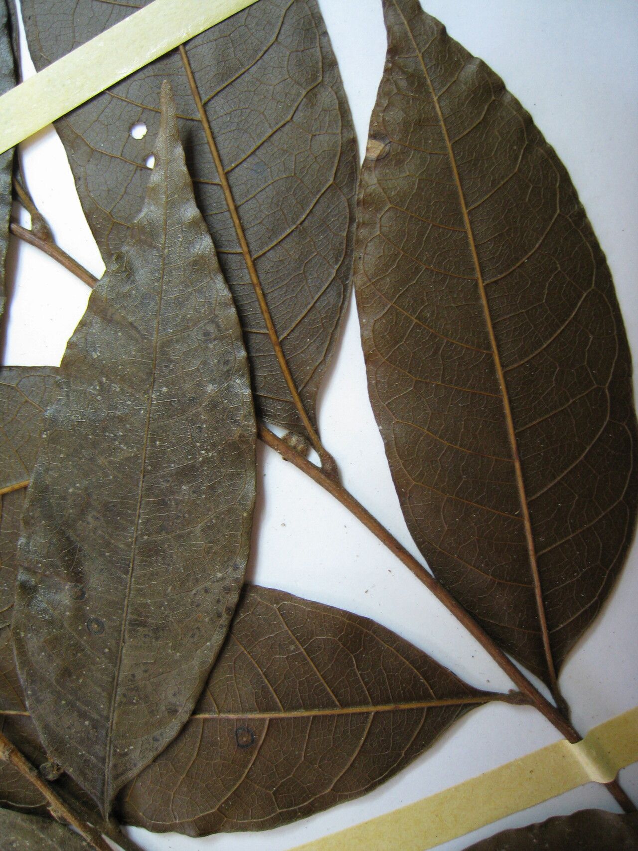 Talisia hemidasya other