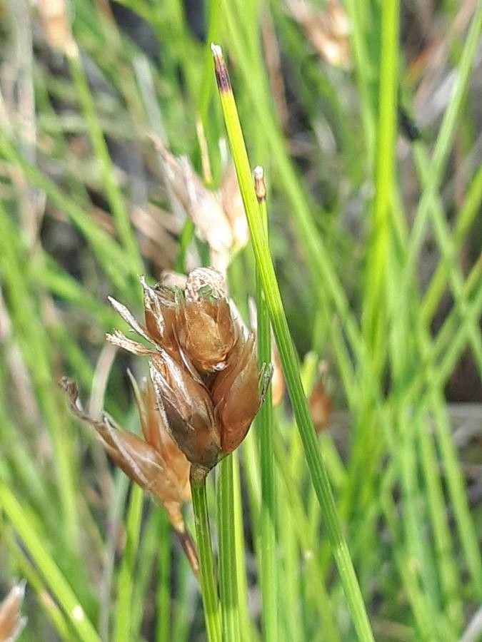 Carex divisa fruit