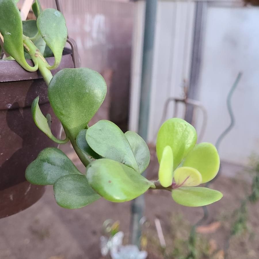 Kleinia petraea — cacti and succulents houseplant