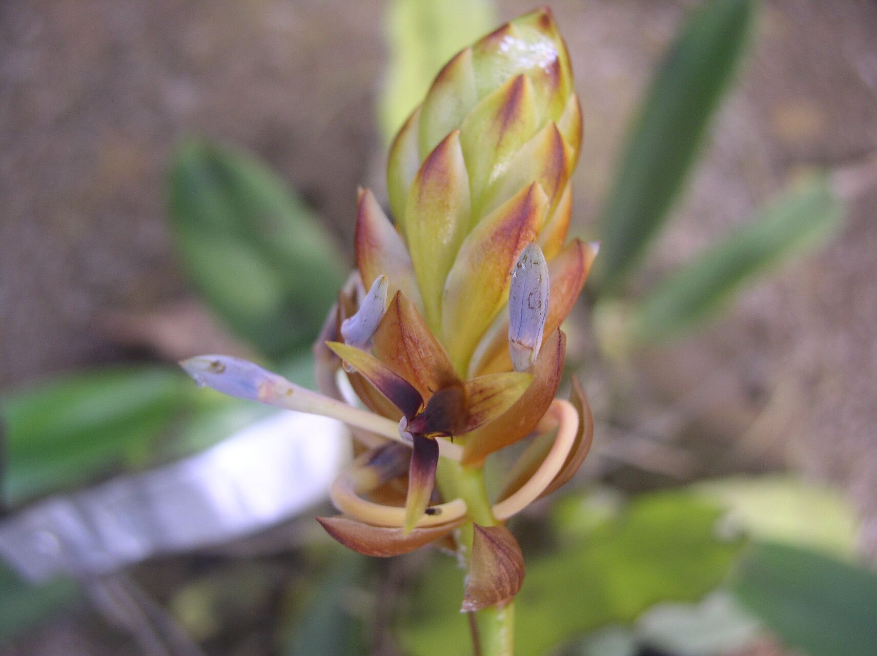 Bulbophyllum schinzianum flower