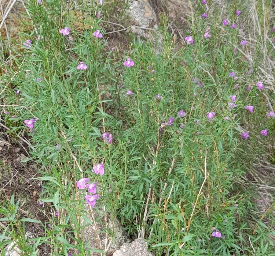 Justicia axillaris habit