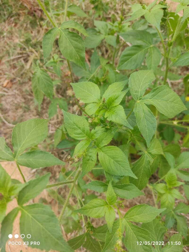 Croton lobatus — houseplant care guide