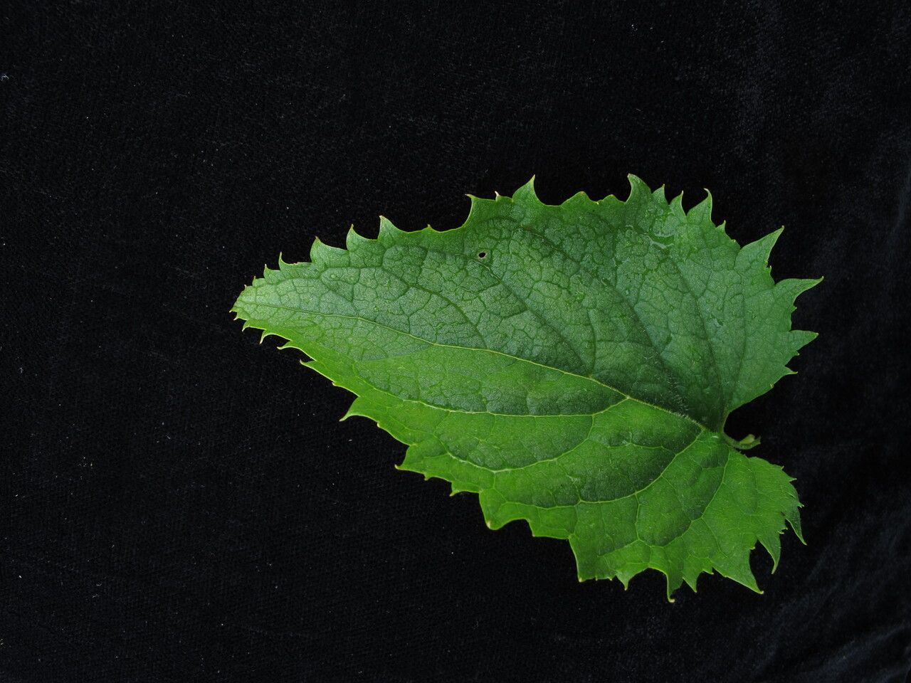 Scrophularia pauciflora — houseplant care guide