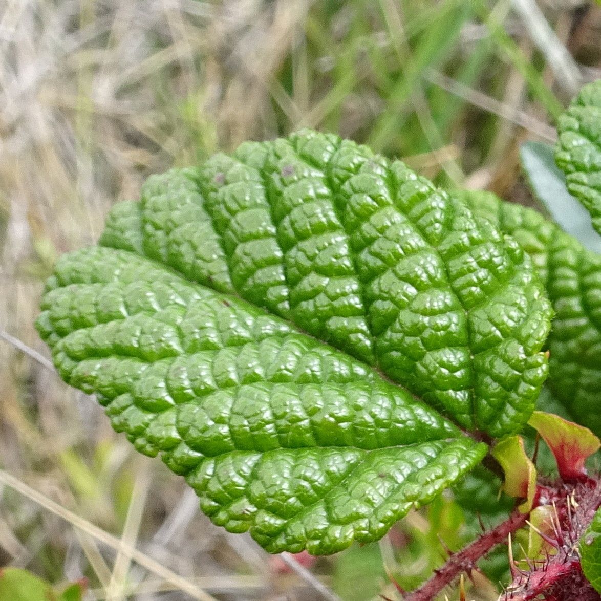 Rubus acanthophyllos