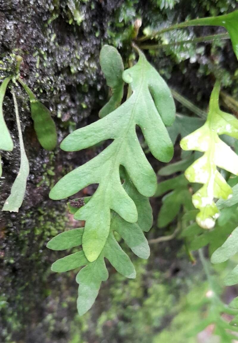 Pleopeltis pycnocarpa — houseplant care guide