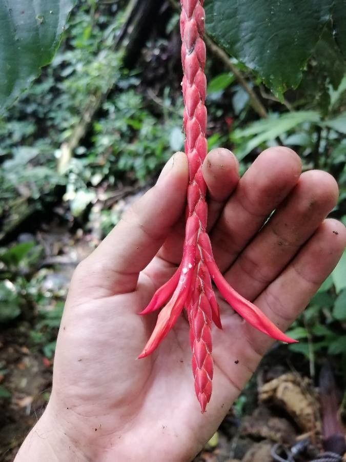 Aphelandra lingua-bovis flower
