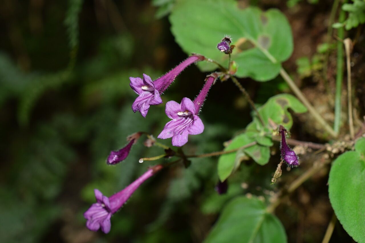 Didymocarpus cinereus — related species from the same genus