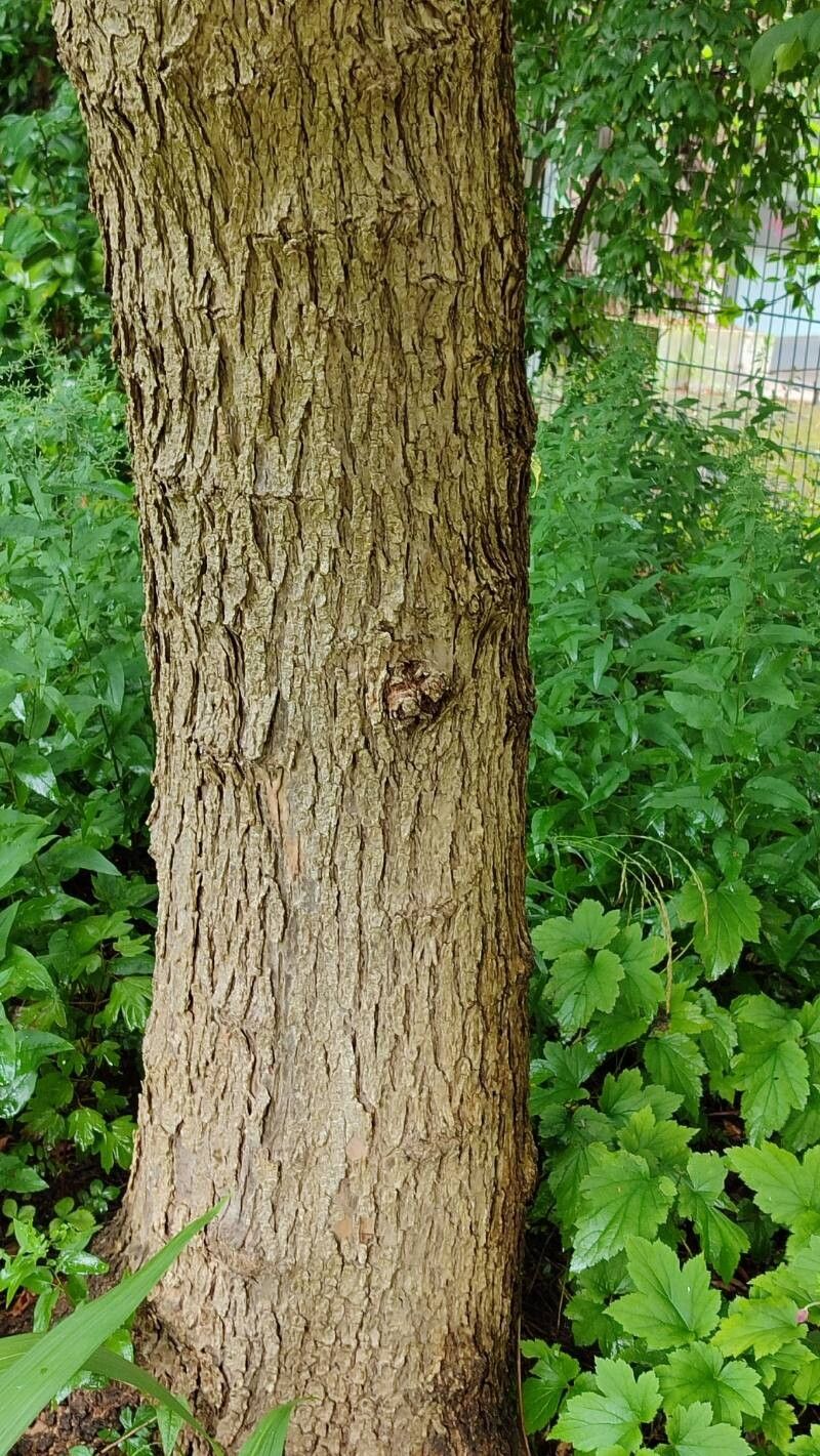 Catalpa × erubescens bark