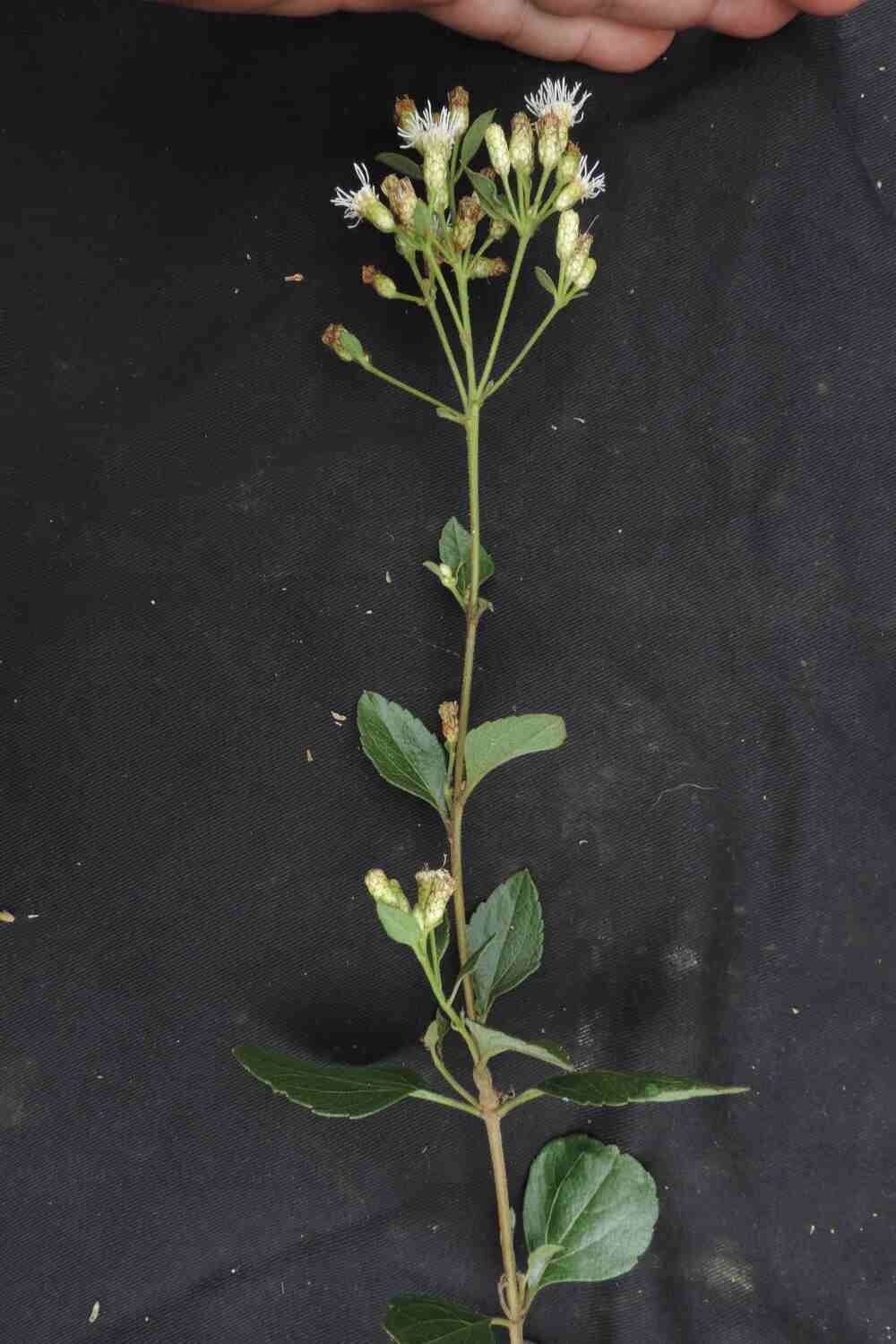 Chromolaena chaseae — related species from the same genus