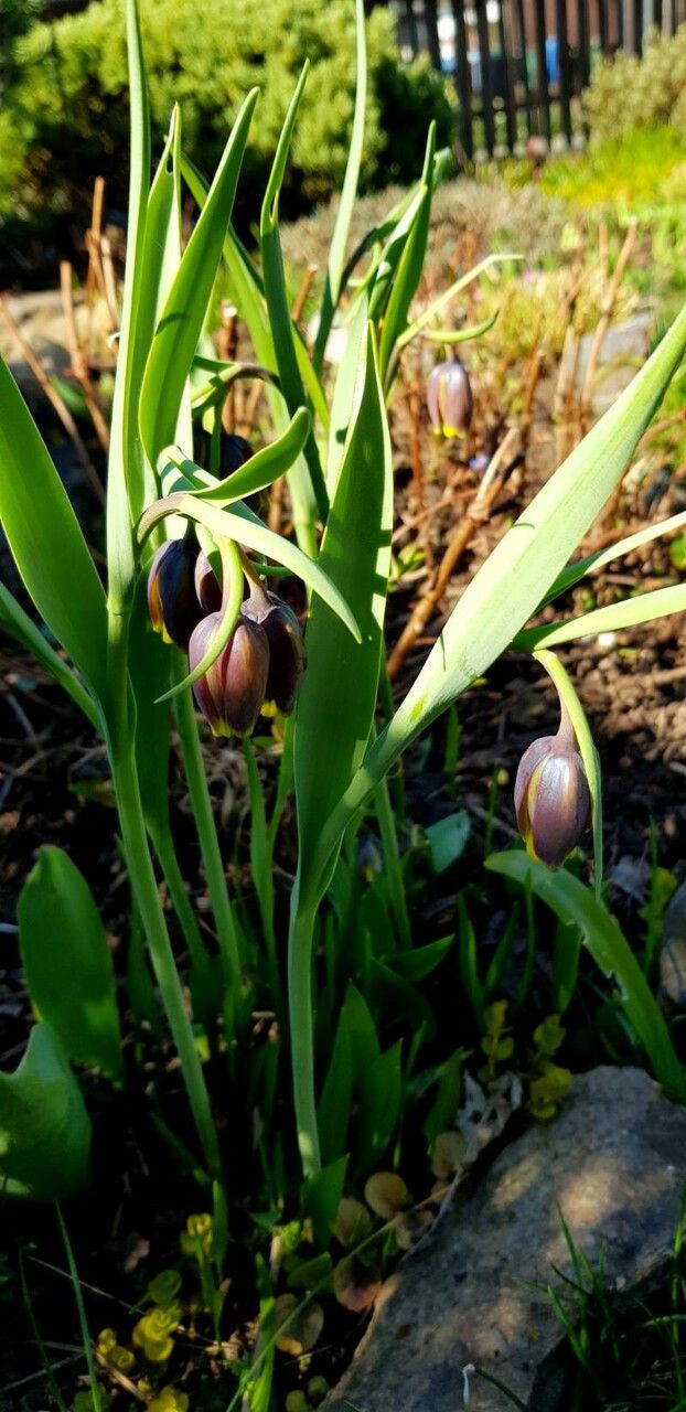 Fritillaria uva-vulpis flower