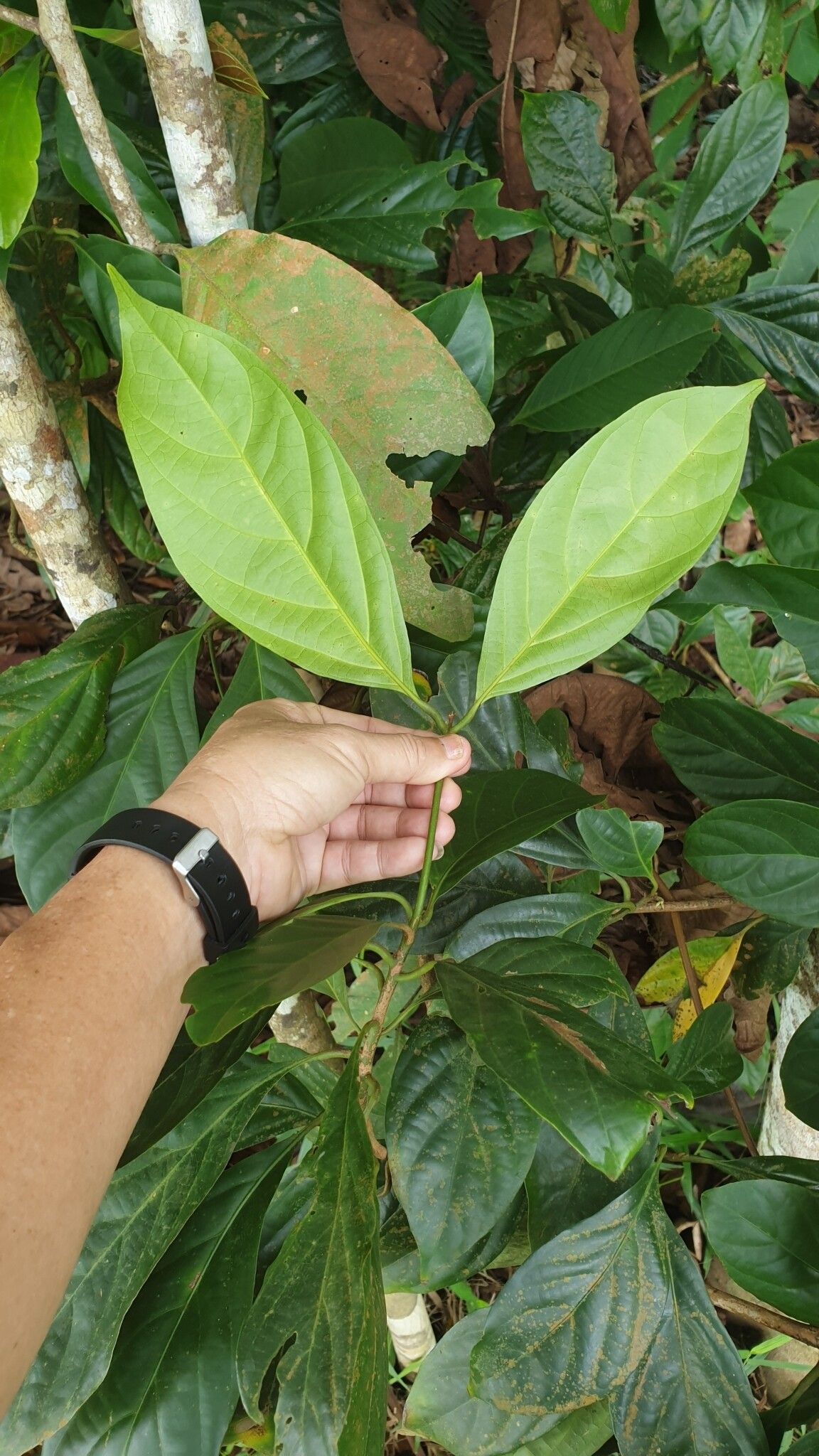 Nothaphoebe umbelliflora — houseplant care guide