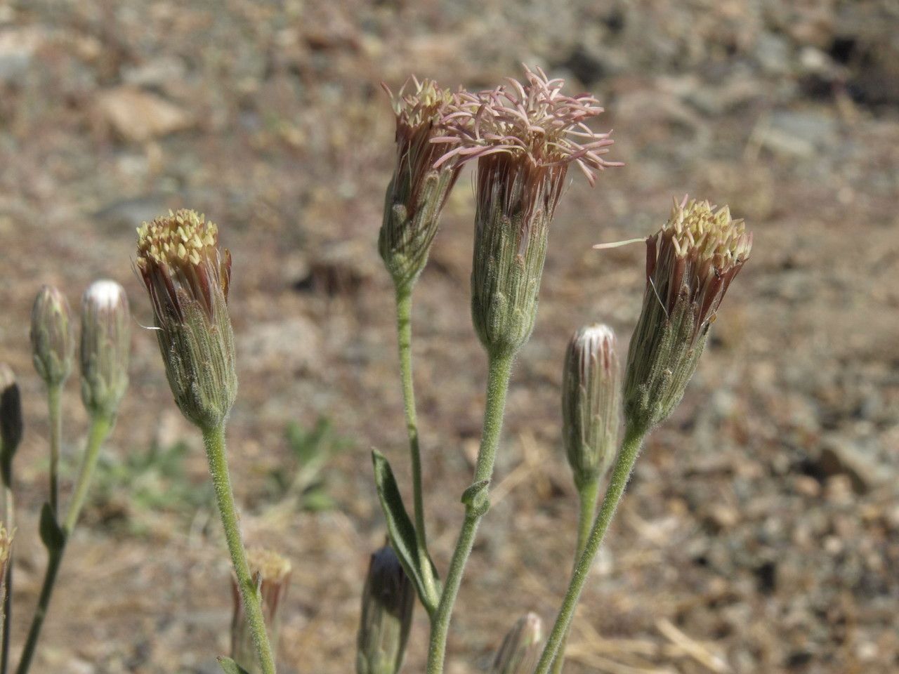 Brickellia oblongifolia flower