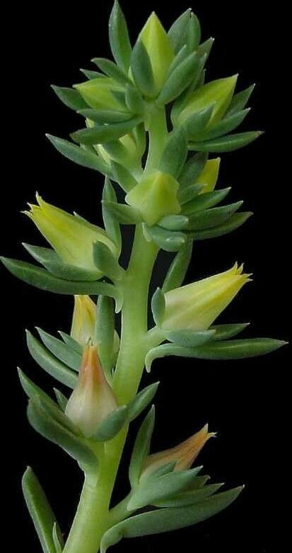 Echeveria platyphylla — houseplant care guide